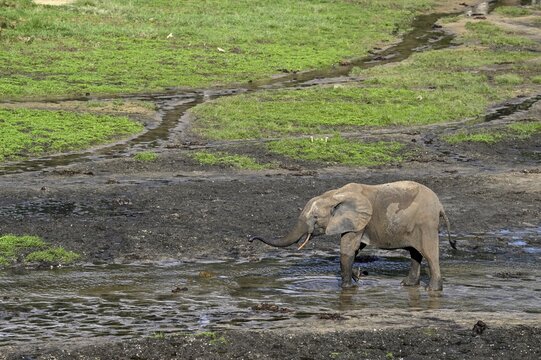 African forest elephant (Loxodonta cyclotis) in the Dzanga Bai forest clearing, Dzanga-Ndoki National Park, Unesco World Heritage Site, Dzanga-Sangha Complex of Protected Areas (DSPAC), Sangha-Mba&eacute;r&eacute; Prefecture, Central African Republic