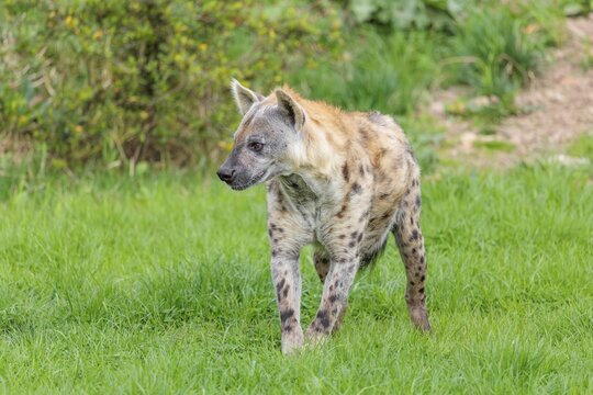 An adult male Spotted Hyena (Crocuta crocuta) stands in a green meadow