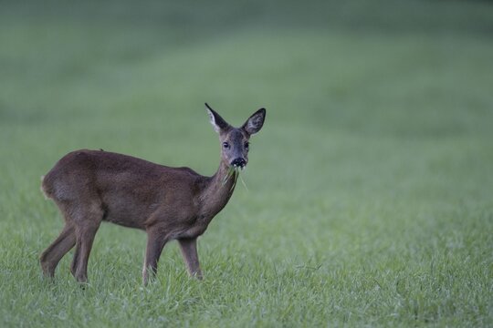 Roe deer (Capreolus capreolus), Emsland, Lower Saxony, Germany