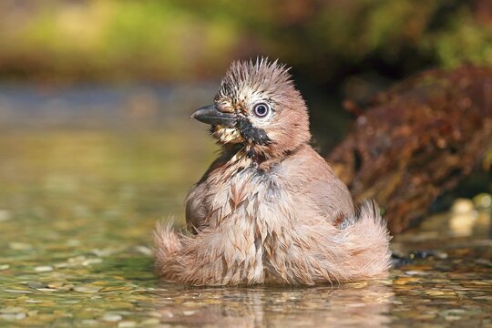 Eurasian jay (Garrulus glandarius) bathes in shallow water, frontal, Hesse, Germany