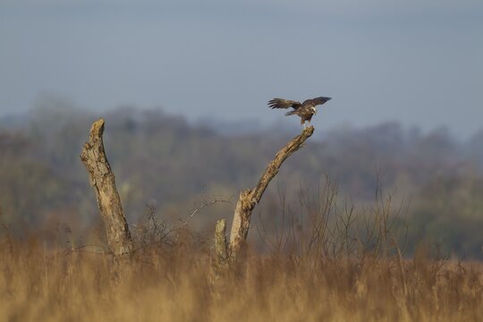 Marsh harrier (Circus aeruginosus) adult raptor bird of prey on a tree branch, RSPB Strumpshaw fen, Norfolk, England, United Kingdom