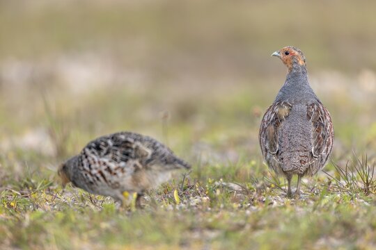 While the grey partridge (Perdix perdix) cock often stays put and keeps watch, the hen can devote herself to foraging in peace, Denmark