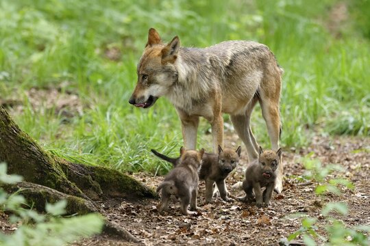 European gray wolf (Canis lupus), adult with pups, captive