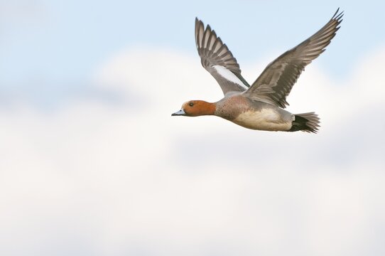 Eurasian wigeon (Anas penelope) in flight, Lembruch, Lower Saxony, Germany