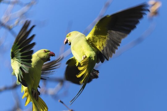 Two rose-ringed parakeet (Psittacula krameri) in flight, wildlife, Germany