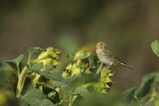 Greenfinch (Chloris chloris) adult bird on a Sunflower seed head, Lincolnshire, England, United Kingdom