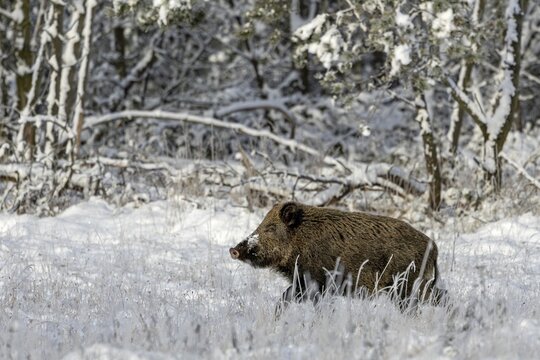 The wild boar (Sus scrofa) crosses a snow-covered forest meadow in the warm light of the winter sun, early winter, winter, snow, cold, mating season, November, Denmark