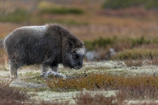 Musk ox calves (Ovibos moschatus), like many young animals, are very curious and explore everything in their environment, baby animals, autumn, autumn landscape, Ruska, tundra landscape, September, Norway