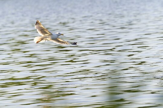 European herring gull (Larus argentatus) in flight, Upper Lusatia, Saxony, Germany