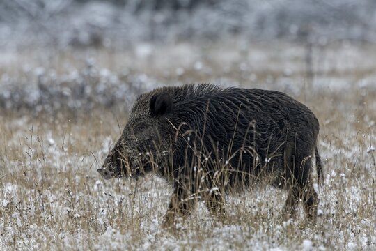 Also the wild boars (Sus scrofa) take part in the mating season and hope for a mate, early winter, winter, snow, cold, mating season, November, Denmark