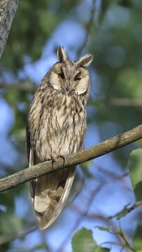 Long-eared owl (Asio otus), sitting on a branch in an aspen (Populus tremula), Burgenland, Austria