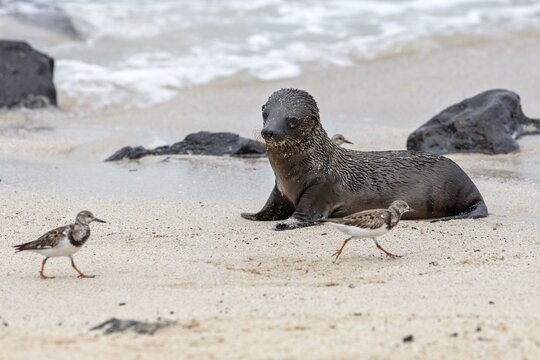 Ruddy turnstone (Arenaria interpres), sea lions (Zalophus wollebaeki), San Cristobal, Galapagos, Ecuador