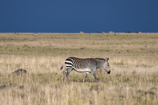 Cape Mountain Zebra (Equus zebra zebra), adult animal, Mountain Zebra National Park, Eastern Cape, South Africa