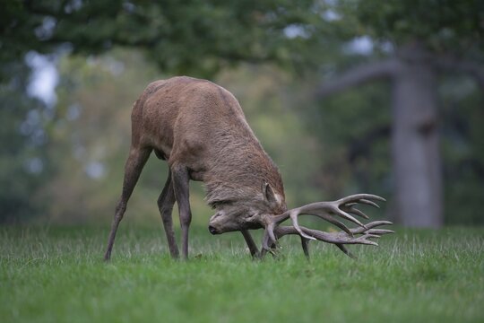 Red deer (Cervus elaphus) adult male stag cleaning it's antlers on grass in woodland, Surrey, England, United Kingdom
