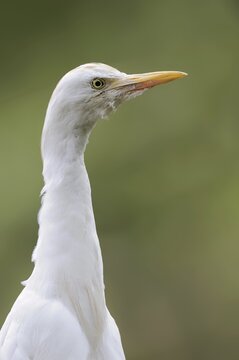 Cattle egret (Bubulcus ibis), portrait, Camargue, France