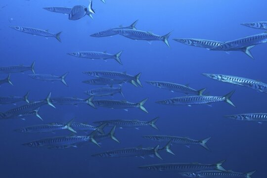 A large shoal of barracudas (Sphyraena sphyraena) swims in the deep blue ocean. Dive site Giens Peninsula, Provence Alpes C&ocirc;te d'Azur, France