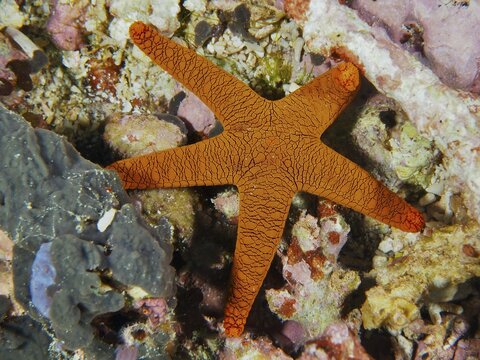 Bright orange-coloured Indian starfish (Fromia indica) with a striking pattern on a coral reef, dive site Toyapakeh, Nusa Ceningan, Nusa Penida, Bali, Indonesia
