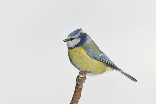 Blue tit (Parus caeruleus), sitting on a branch against a white background with snow in winter, Wilnsdorf, North Rhine-Westphalia, Germany