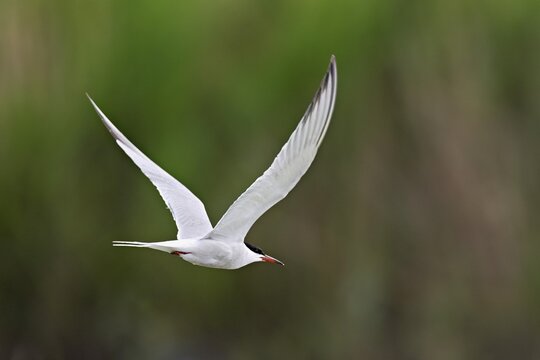 Common tern (Sterna hirundo), in flight, Saintes-Marie-de-la-Mer, Camargue, southern France, France