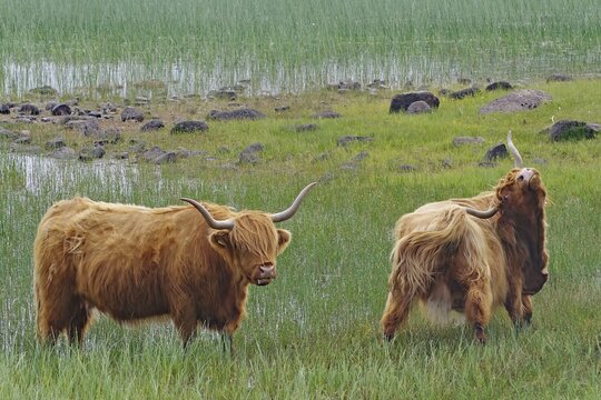 Two Highland cattle standing in the green grass of a marshy area with stones and water in the background, perfect advertising image, Mull, Inner, Hebrides, Scotland, Great Britain