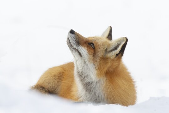 Red fox (vulpes vulpes), Fox sitting on snow and watching a flying bird, Close-up, Province of Quebec, Canada, North America