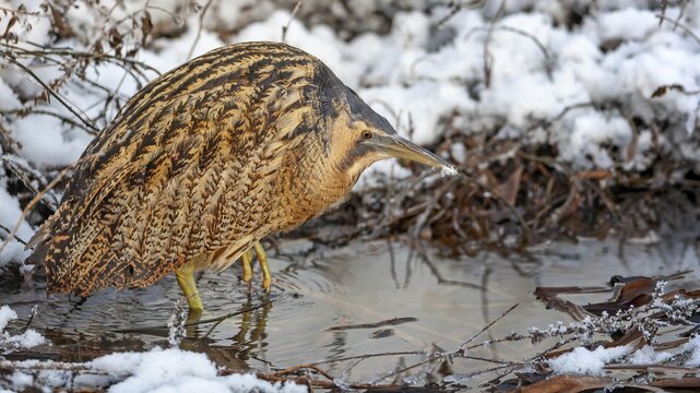 Bittern (Botaurus stellaris) in winter on a watercourse, snow and ice, frost, hunting, foraging, crepuscular and nocturnal, heron family, Middle Elbe river landscape, Saxony-Anhalt