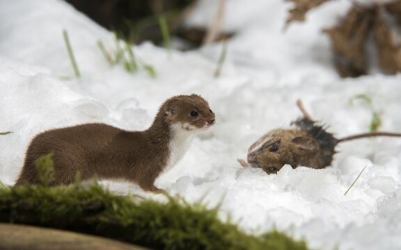 Carnivora, least weasel, mouse weasel, mustela nivalis, predators, prey, capture, hunting, mammals, raptors, snow, mammals, winter