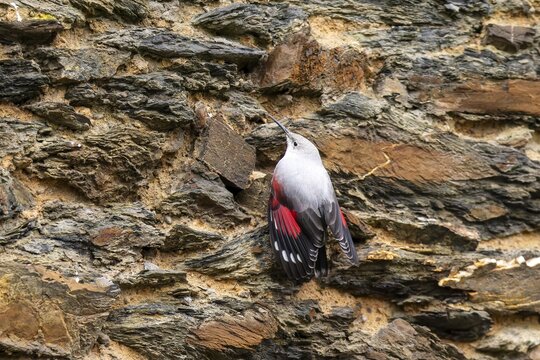 Wallcreeper (Tichodroma muraria) foraging on a wall, wildlife, Germany