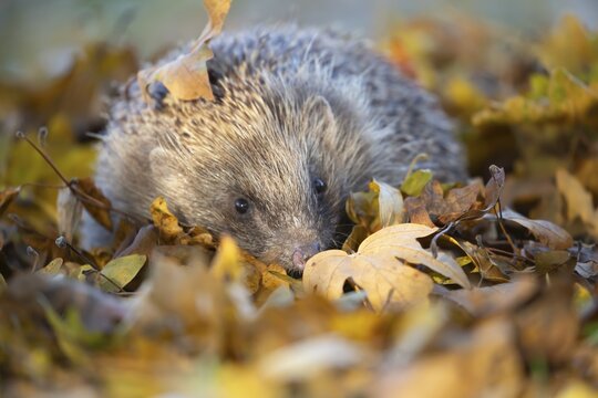 European hedgehog (Erinaceus europaeus) adult animal amongst fallen autumn leaves, Suffolk, England, United Kingdom