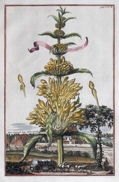 Region near Allerspach, Real heartwort or lion's tail or heartwort (Leonurus cardiaca), hand-coloured copper engraving or copper etching by Johann Christoph Volkamer or Volckamer, from N&uuml;rnbergische Hesperides oder gr&uuml;ndliche Beschreibung der Edlen Citronat, Citronen, und Pomerantzen-Fr&uuml;chte, Nuremberg 1708, 1714