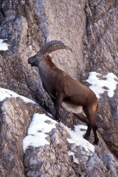Male Alpine Ibex (Capra ibex), Mt. Mondscheinspitze, Karwendel Range, Tyrol, Austria, Europe