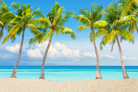 sandy beach with coconut palms and soft waves in the sea, tropical landscape as background