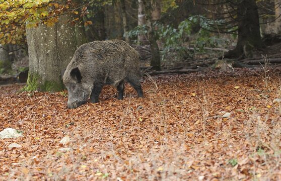Wild boar (Sus scrofa) Boar looking for common beech (Fagus sylvatica) in autumn forest, Allg&auml;u, Bavaria, Germany