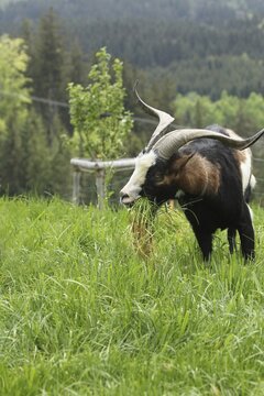 Domestic goat (Capra aegagrus hircus) 3, 5 year old buck, highly endangered species, Allg&auml;u, Bavaria, Germany