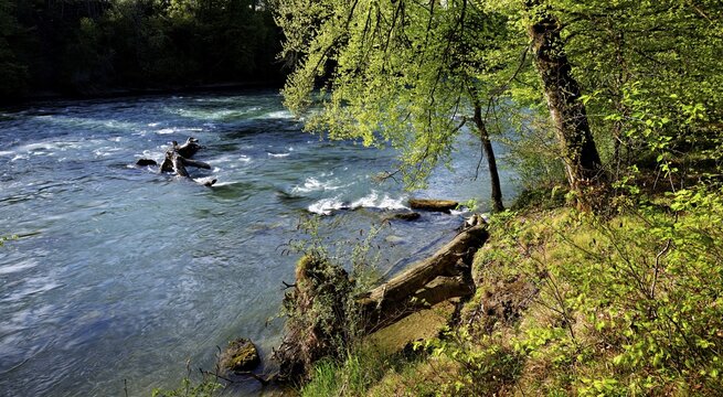 River Reuss, on the banks of beech sprouting leaves in spring, Niederwil, Gnadental, Bremgarten district, Canton of Aargau, Switzerland