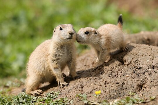Black-tailed Prairie Dog (Cynomys ludovicianus) Young at the burrow, Germany