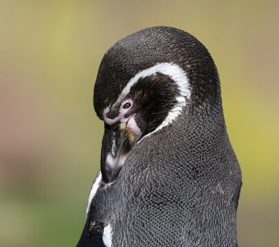 Humboldt penguin (Spheniscus humboldti) preens itself, occurrence in South America, captive, Germany