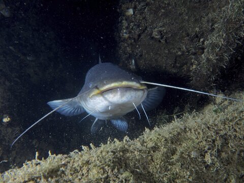 A catfish (Silurus glanis), Waller, with large barbels, close-up under water, dive site Zollbr&uuml;cke, Rheinau, Canton Zurich, Rhine, High Rhine, Switzerland, Jestetten, Germany