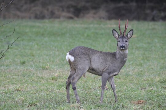 Roe deer (Capreolus capreolus) buck with freshly swept, still red antlers and bast remains at the Kirrung on the meadow, Allg&auml;u, Bavaria, Germany, Allg&auml;u, Bavaria, Germany