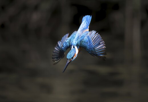 Kingfisher (Alcedo atthis), male in a dive, Canton of Aargau, Switzerland