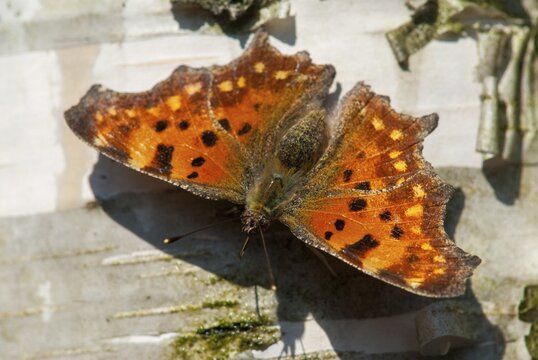 C-butterfly, comma butterfly, nymphalis c-album, polygonia c-album, butterfly, insects, butterfly, butterflies