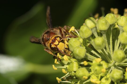 European hornet (Vespa crabro) adult insect feeding on an ivy plant flowers in the summer, England, United Kingdom