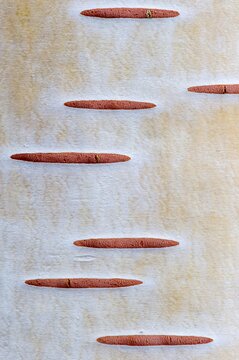 Birch bark (Betula), Oldenburg M&uuml;nsterland, Vechta, Lower Saxony, Germany