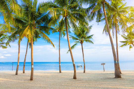 coconut palms on the sand of a tropical island, sea with turquoise water and blue sky