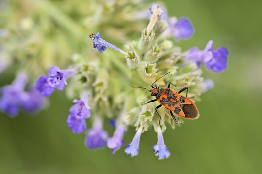 Cinnamon bug (Corizus hyoscyami) on a catmint (Nepeta faassenii) flower, Meienberg, Canton of Aargau, Switzerland