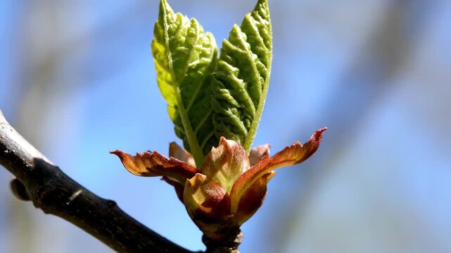 Horse chestnut bud opening on branch against blue sky spring