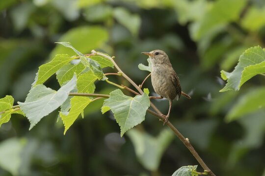 Eurasian wren (Troglodytes troglodytes) adult garden bird on a tree branch in summer, England, United Kingdom