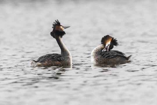 Great Crested Grebe (Podiceps Scalloped ribbonfish), courtship display, Emsland, Lower Saxony, Germany