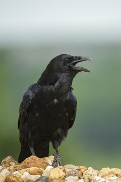 Corvus corax, raven, birds, corvidae family of birds, high size, portrait format, passeri, corvids, songbirds, birds