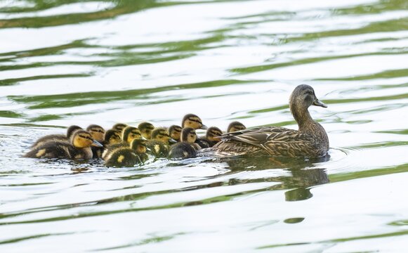 Mallard (Anas platyrhynchos), female, mother duck with chicks, young birds, swimming on a pond, Lower Saxony, Germany